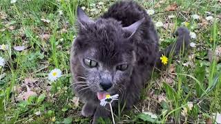 Blu's Tuscan Nature walk (extended version)