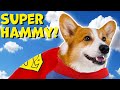 Hammy and Olivia the TALKING CORGIS Funny TikTok Compilation