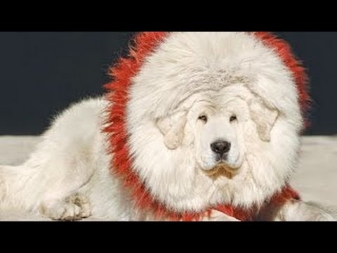 Samoyed World Costly Dog Breed Samoyed Puppy Samoyed Mastiff Mix