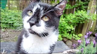 Old Cat in the catio with Daddy by Benjamin Tobies 164 views 2 weeks ago 4 minutes, 3 seconds