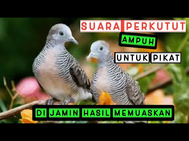 SUARA PERKUTUT LOKAL AMPUH UNTUK PIKAT class=