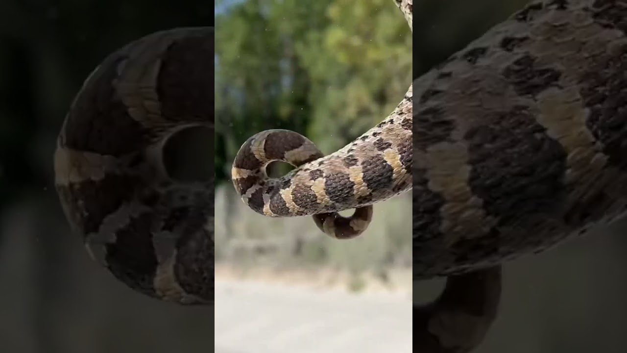 Southern Hognose snake