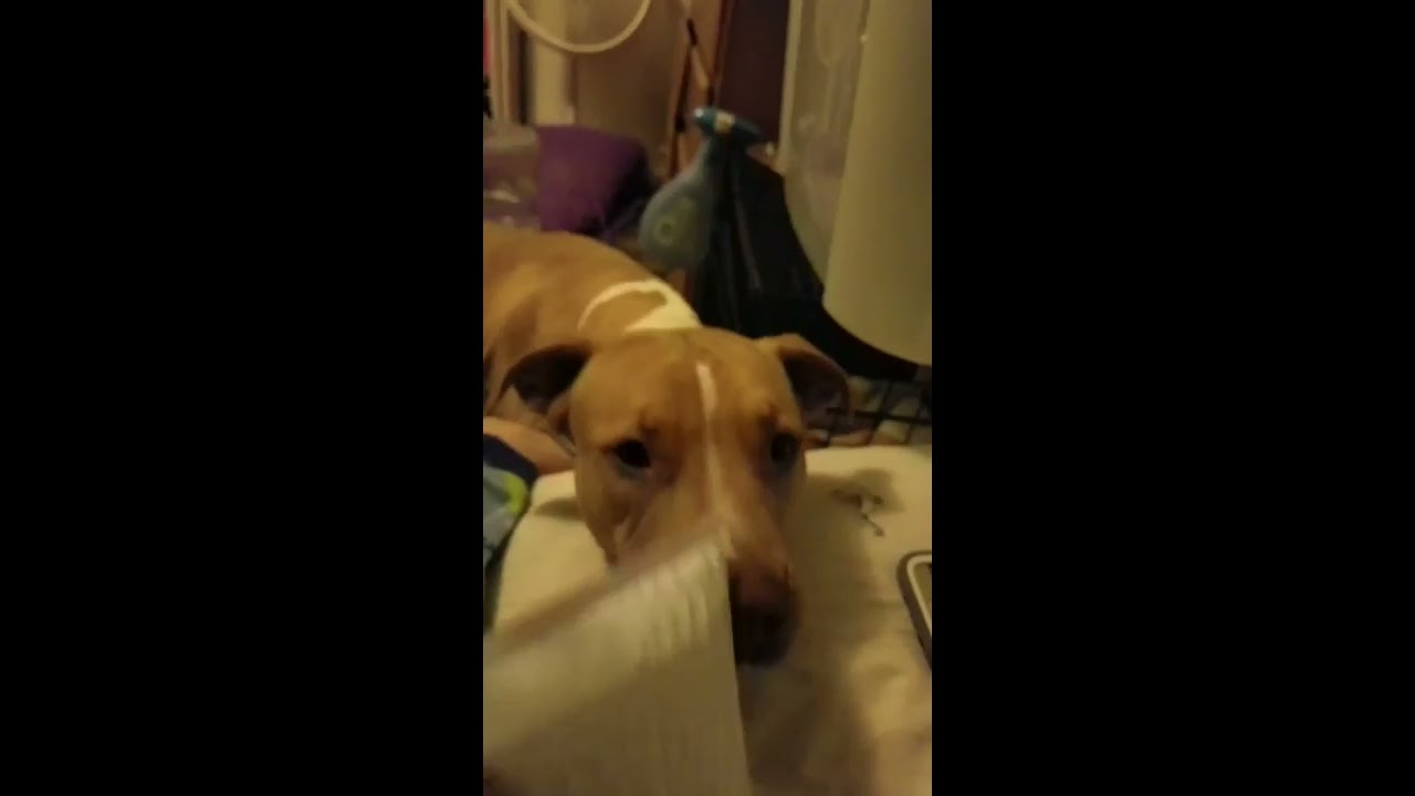 TWIST BLUNT  ( 7 PIPE )