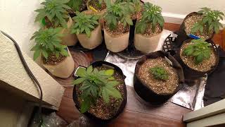 couple days after transplanting