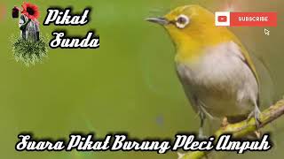Suara Pikat Burung Pleci Dijamin Ampuh