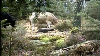 Unas vacas visitan el cadaver de un Jabalí en New Forest Carcass-can. 26/12/2011.