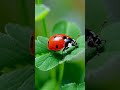 てんとう虫くん（Little Ladybug）#shorts #Ladybug #Clover