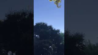 TOKYO SKY/blue nylon female #tokyo  #history #nature #music #gardening