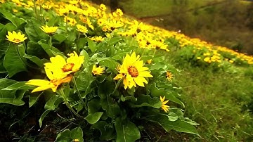 🕋 سورة الزمر (كاملة) | القارئ هزاع البلوشي