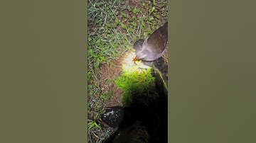 Lesser whistling duck |See at night time Episode17