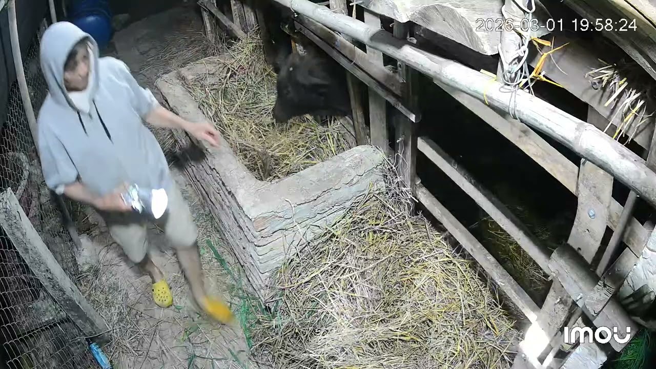 Khang thăm chuồng bò