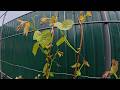 Grapes In May What To Do For Healthy Growth 