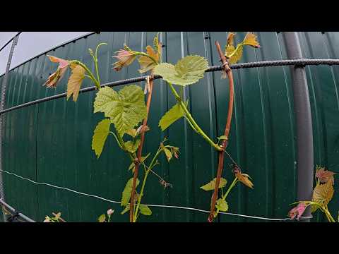 Grapes in May: What to Do for Healthy Growth?