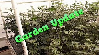 Grow update #2 | Plant still moving along, let's get ready for Flower!