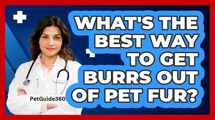 What's The Best Way To Get Burrs Out Of Pet Fur? - PetGuide360.com