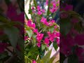 beautiful flowers l natural beauty #relaxing #relaxingmusic #nature #relax