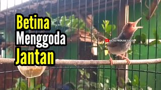 Download lagu PRENJAK BETINA [ Pancingan Prenjak Betina Gacor Suara Jernih Menggoda Prenjak Jantan  Auto Nyahut ]