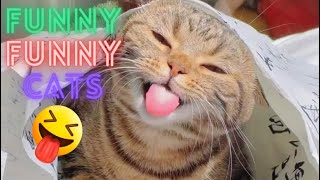 Funny Cat Videos Try Not To Laugh  Funny Cat Video Compilation World's Funniest Cat Videos Part39