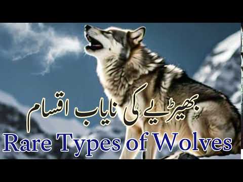 بھیڑیا جنگل کا ذہین اور خطرناک شکاری    