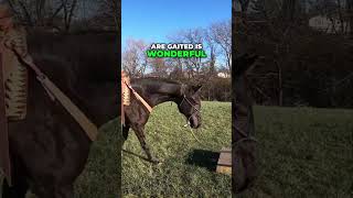 Tennessee Walking Horses: Beyond the Gait