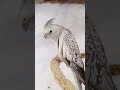 #birds #viralvideo #petsfofinhos #modapet #pets #cockatiel #parrot #calopsita