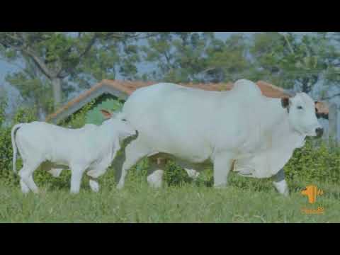 LOTE 35   AGUIA 71 FIV   MAA 71