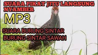 suara burung sintar sawah mp3 di jamin langsung Nyamber