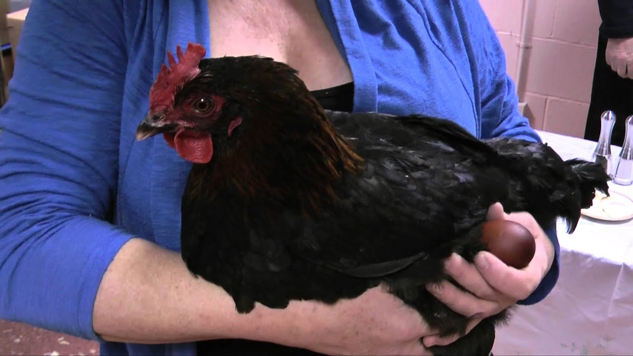 Farmhouse Breakfast - West Wight - Video Report