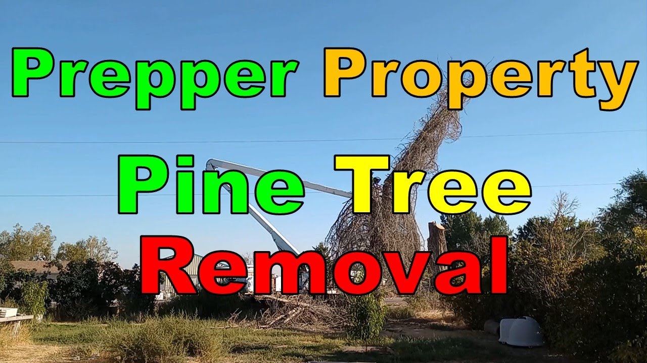 No. 349 – Pine Tree Removal High Speed - YouTube
