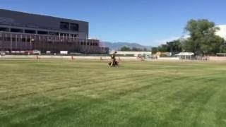 Police K9 demo