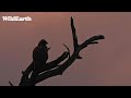 WildEarth - Sunset Safari - 03 January 2024