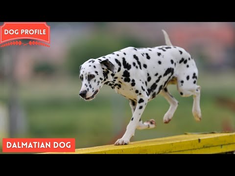 Video: Dalmatian Dog Breed Hypoallergenic, Health And Life Span