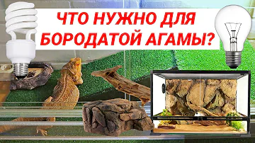 Что нужно для содержания бородатой агамы?