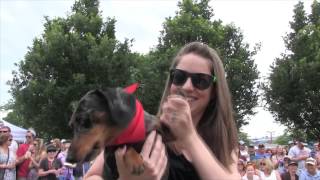 2015 GermanFest Dachshund Derby Highlights