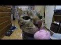 けしからん猫のわんもあたいむ。(くまちゃん狩り改)jumping cat is Teddy bear hunter(One more time)