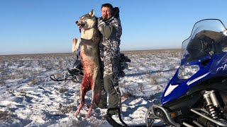 ПОКА ЗАГОНЯЛ, ЕГО ОБОДРАЛИ! охота на волка hunting wolves