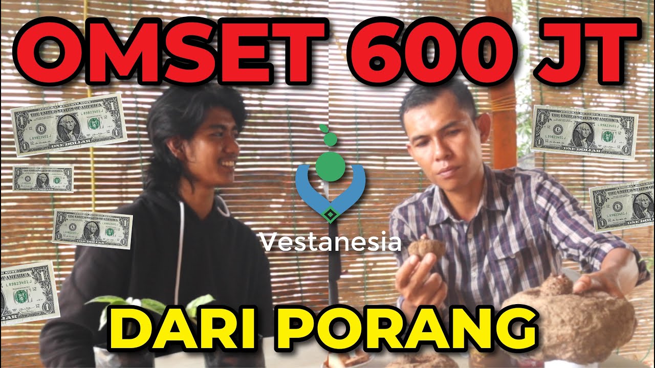 Kisah Sukses HAERUL, Sarjana Fisika Jadi Petani PORANG Omzet 600JT/Ha (Sekali Panen)