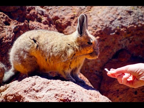 VISCACHA | Горная вискаша (южная вискача) | Altiplano, Bolivia