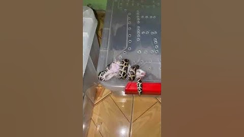 Cận Cảnh Trăn Đất Săn Mồi