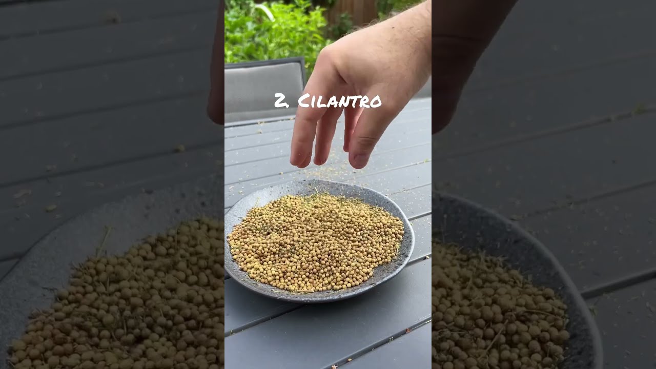5 Must Grow Herbs And What To Do With Them Gardening Gardeningtips Seedtotable Preservation