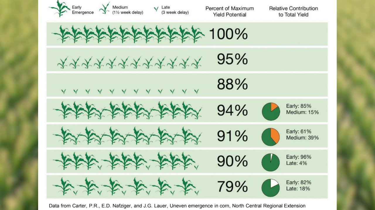 Corn Planting Considerations for Western Illinois YouTube