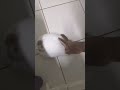 Clarinha amorosa #bunny #rabbit #cute #lifeisbutadream #saturday #coelho #love  #lovesong #real