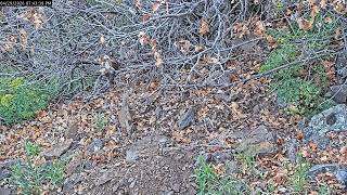 Colorado RattleCam Livestream 04/29/2026 Part 1