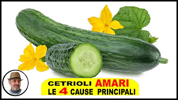 Cosa fare quando i cetrioli sono amari?