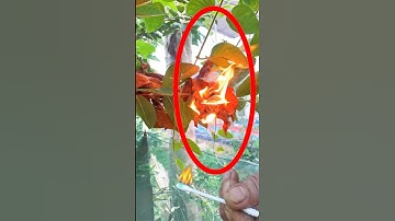 5 manieren om vuur te maken met superintelligentie #trending #doehetzelf #2024 #shorts