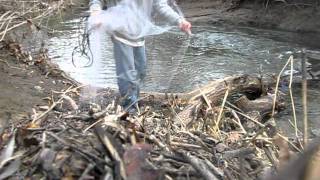 Catching Bait & Shad in Creeks, in the Winter