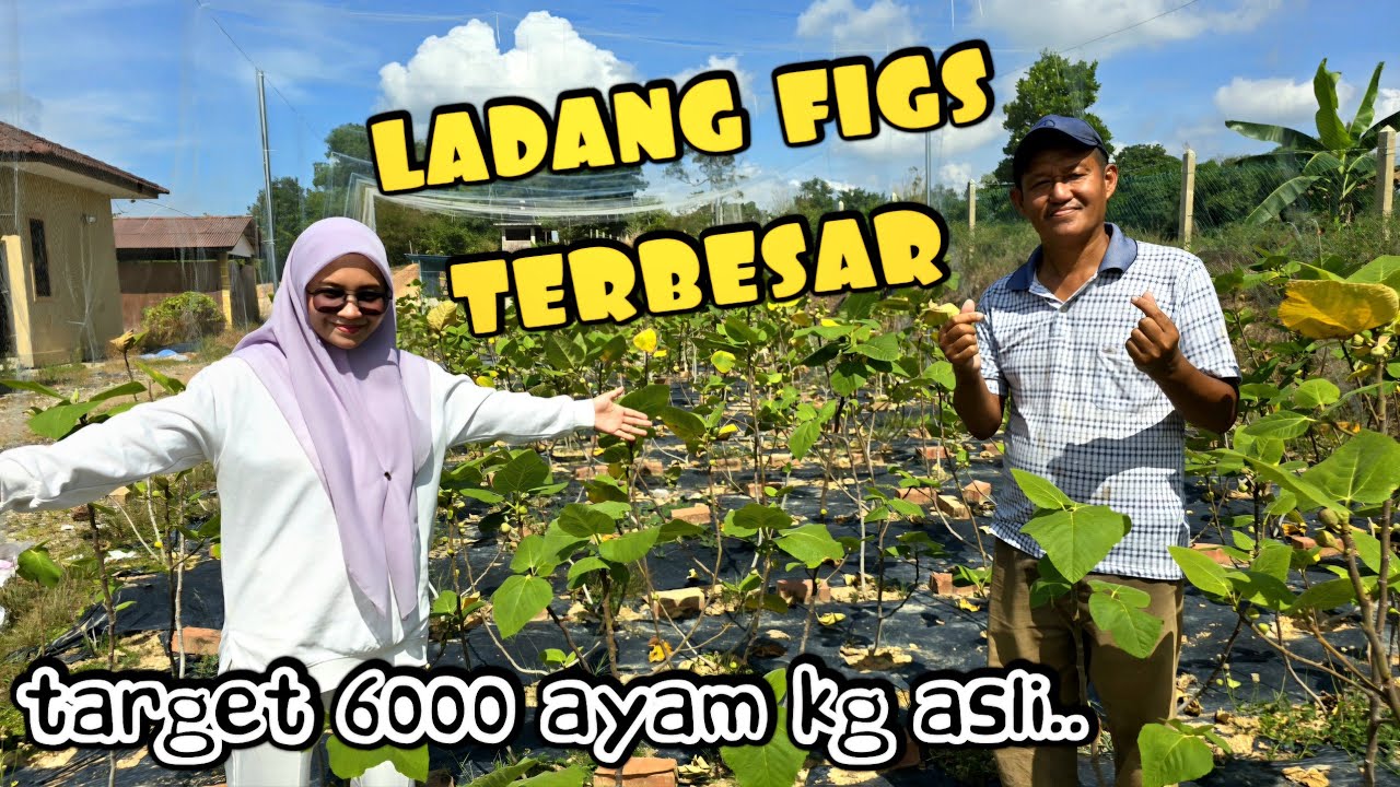 ✅️ TINGGALKAN KERJAYA GURU. BUKA AGROTOURISM TERBESAR DI MELAKA. MBS FIGS