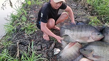 Thả lưới bắt cá dưới ao bắt được toàn cá rô khủng trên 1 kg một con || Mẫn Trọc TV