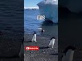 タマガイ科の秘密 #面白い事実
