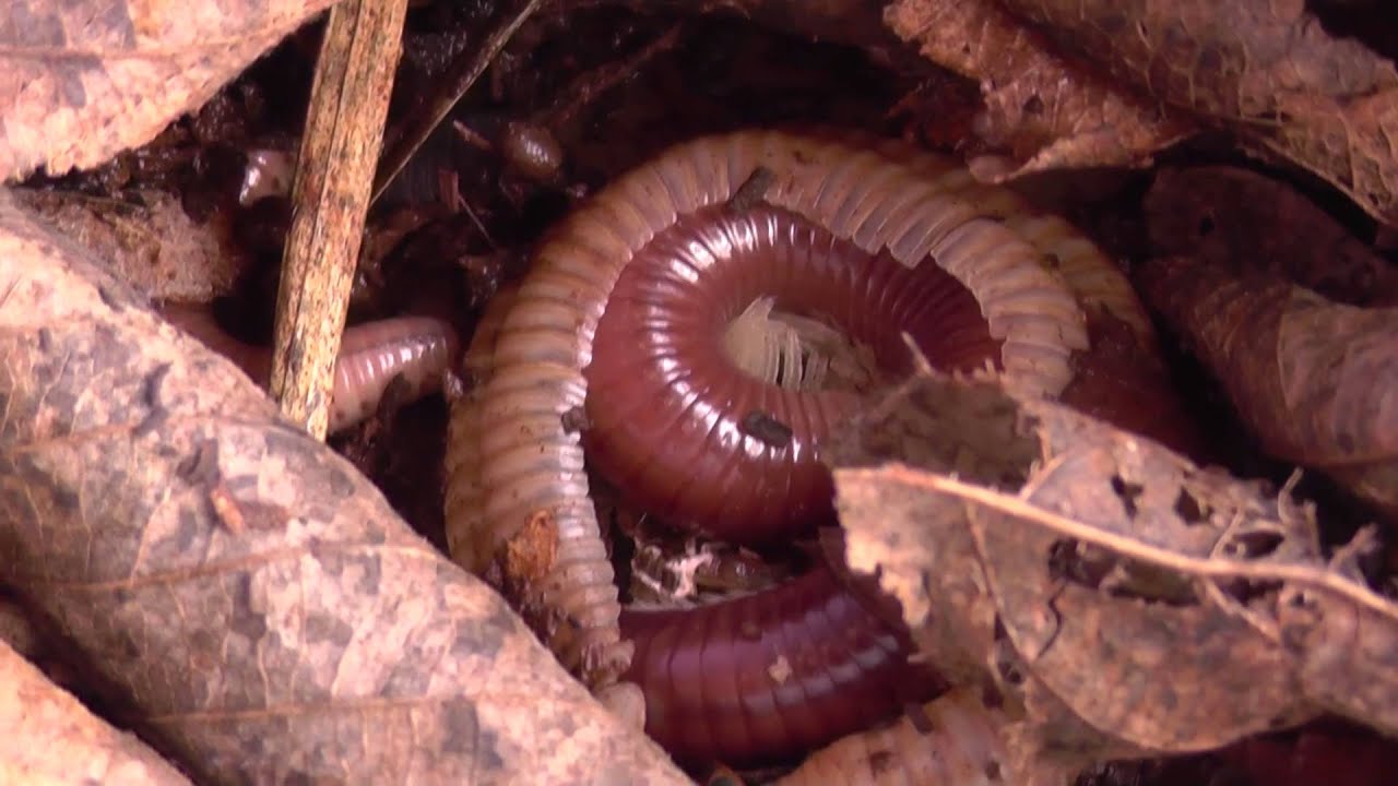 Piolho De Cobra Mancha A Pele - NAZAEDU